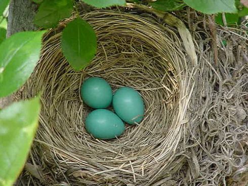 nest