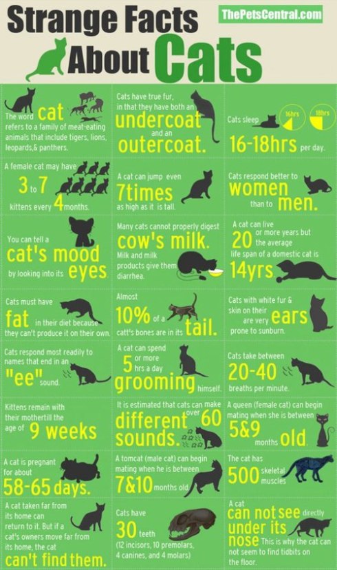 facts about cats
